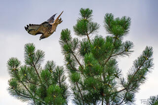 Red-tail Hawk Launches