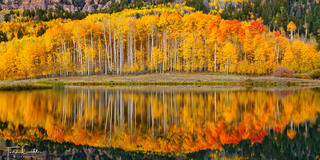 Aspens reflected in a small lake in the Cimarron Range of Colorado