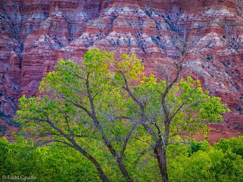 Spring Cottonwoods Along the Virgin River