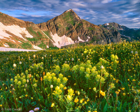 Indian Paintbrush below Afley Peak