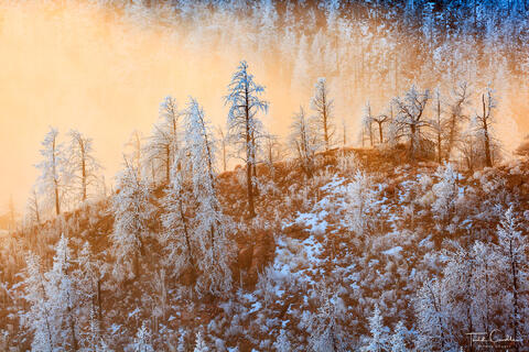 Frosted Treeline Ridge