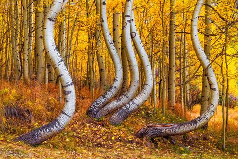 Yoga Trees
