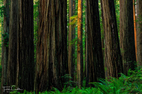 Waning Light in the Forest