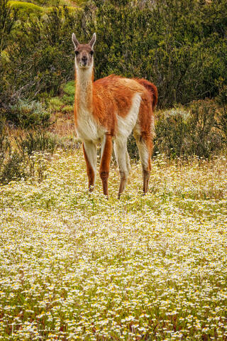 Guanaco