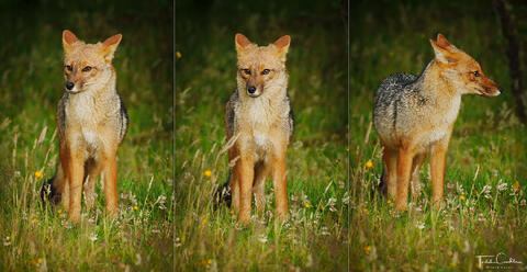 Colpeo Fox Triptych