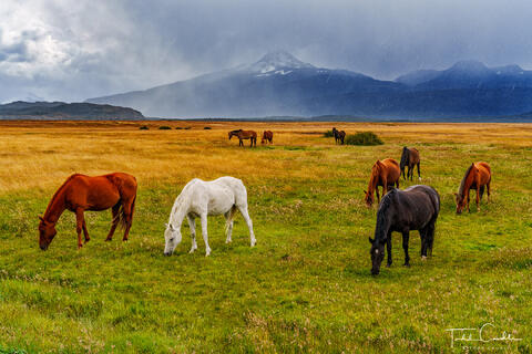 Wild Horses Grazing