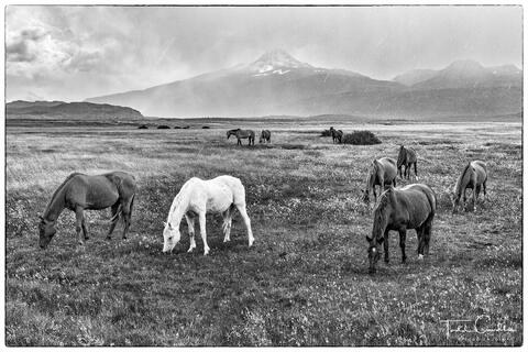 Wild Horses Grazing (monochrome)
