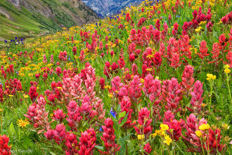 Wildflowers on Stony Pass