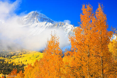 Orange Aspens in the San Miguels