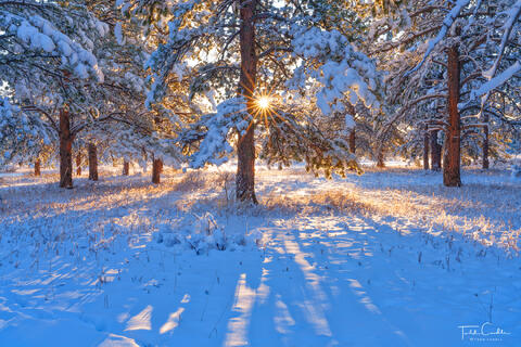 a photo of the sun shining through pine trees heavily laden with snow in boulder county.