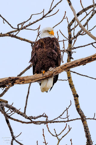 Bald Eagle on Watch