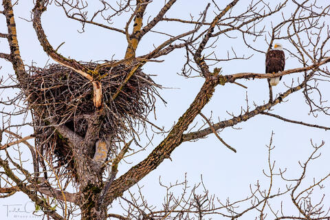 Bald Eagle and Nest