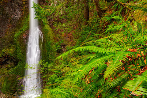 a photo of marymere falls and ferns in olympic national park in washington