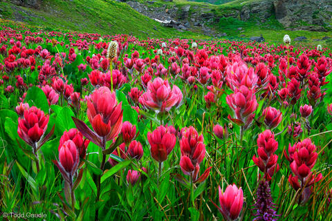 Clear Lake Paintbrush Portrait