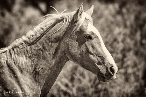 Wild Stallion