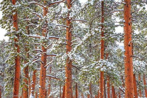 Tuxedo Park Snow