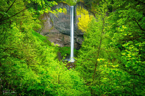 a photo of latourell falls in oregon surrounded by spring greenery.