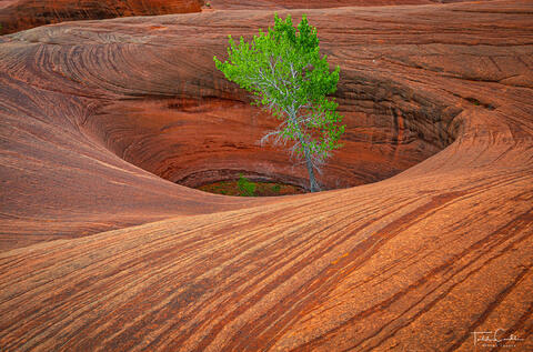 a photo of a cottonwood in a pothole in grand staircase utah