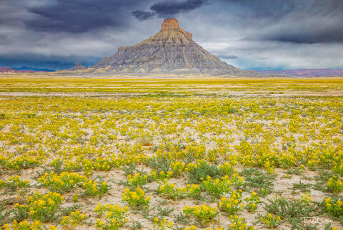 a photo of flowers and storm clouds at factory butte utah