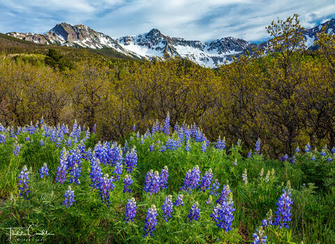 Lupines #3