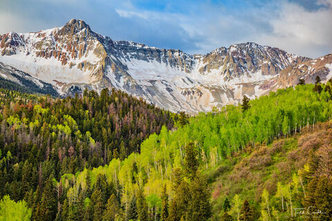 Spring Aspens #1
