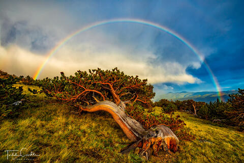 Bristlecone Rainbow