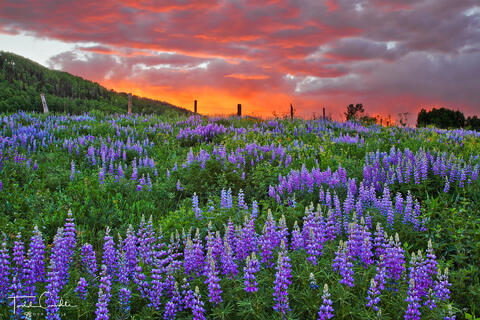 Lupines #7