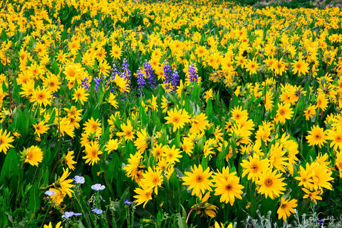 Field of Balsamroot