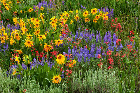 The Ultimate Wildflower Menagerie
