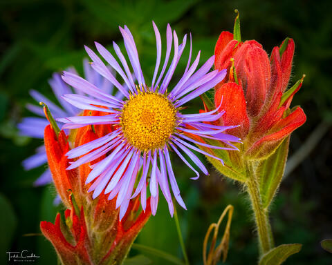 Wildflower Buddies