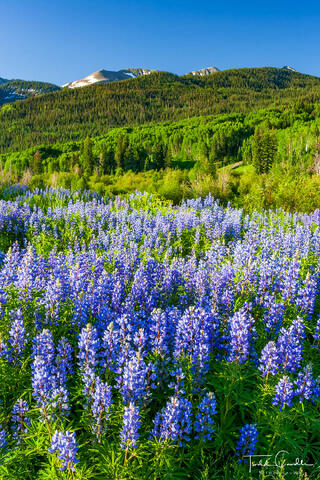 Lupines #15