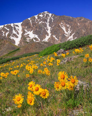Alpine Sunflowers Below Torreys Peak