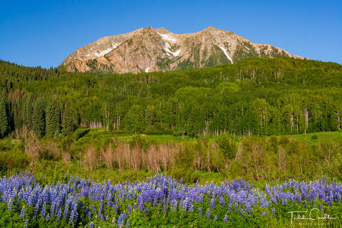 Lupines #16