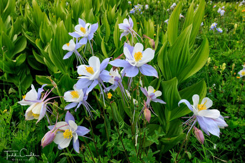 Columbines in Rustler's Gulch
