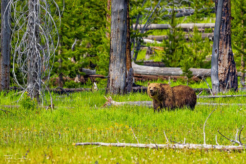 Grizzly Bear & Meadow