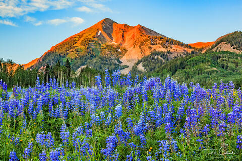 Lupines #17