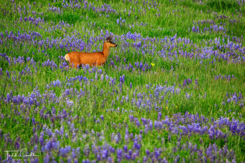 Lupines #20