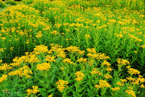 Engineer Pass Arrowleaf Senecio