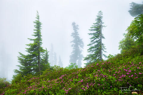 Mountain Heather in Fog