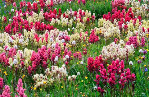 Indian Paintbrush Explosion on Stony Pass