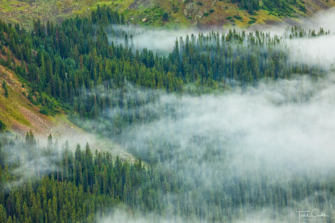 Fog Drifts Through the Forest