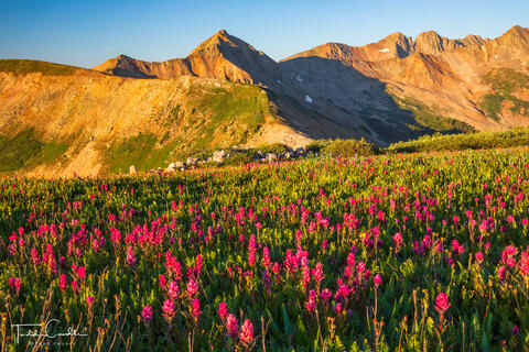 Indian Paintbrush Blooms on Indian Trail Ridge