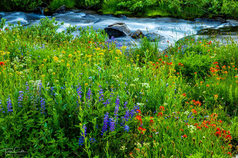 a photo of wildflowers along falls creek in three sisters wilderness of oregon
