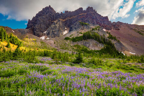 a photo of lupines in a meadow in the mount jefferson wilderness of oregon