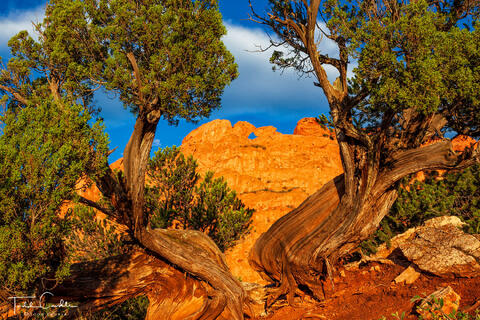 Kissing Camels Framed by One-Seed Juniper