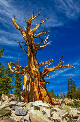 a photo of a dead bristlecone pine tree in great basin national park nevada