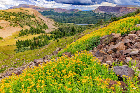 Late-Summer Wildflowers