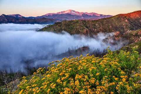 Sunrise Flowers (horizontal)