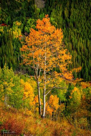 Piney River Aspen Portrait