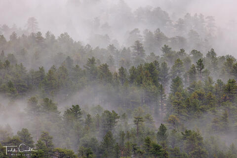 Beaver Creek Fog #3
